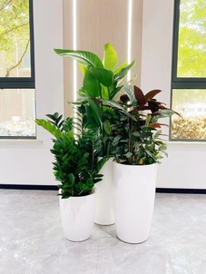 慈溪绿植租赁专业